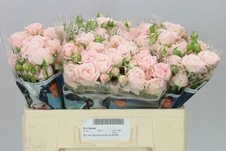 Rosa Tr Nynke 50 cm