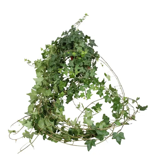 Hedera He Pitsburg Xxl črepník 13 cm