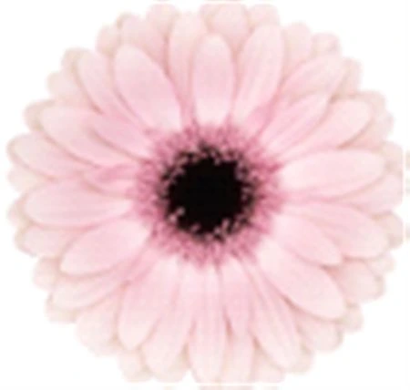 Gerbera Ribbon 45 cm
