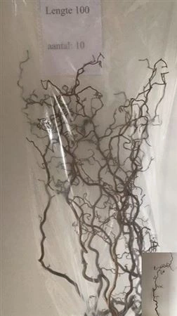 Corylus 100 cm