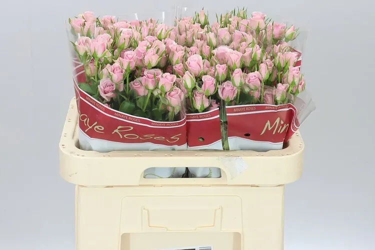 Rosa Tr Leila 60 cm