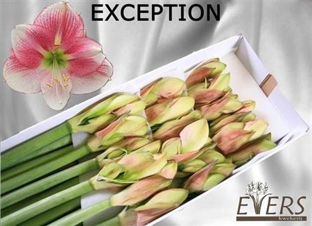Amarylis Exception 70 cm