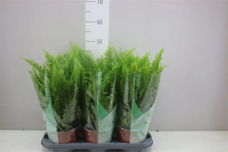 Nephrolepis Green Moment črepník 17 cm