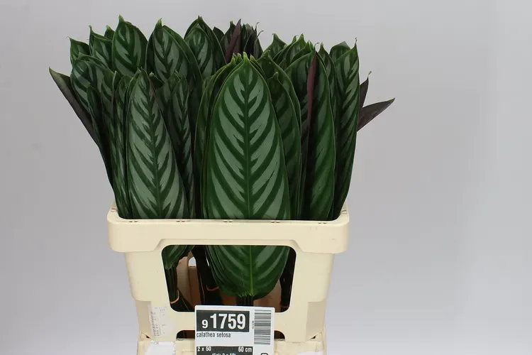 Calathea Setosa 50 cm