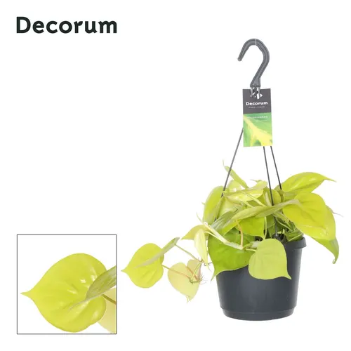 Philodendron Scandens 'lemon Lime' črepník 17 cm