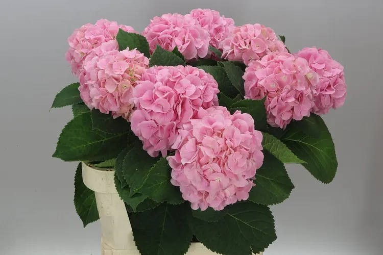 Hortenzia Verena Pink Pale 80 cm