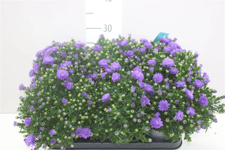 Aster D Purple Lady črepník 12 cm