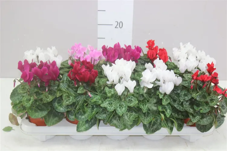 Cyclamen Kl Super Carino Gemengd črepník 10,5 cm