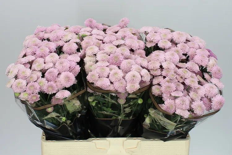 Sant Ellison Sweet 55 cm