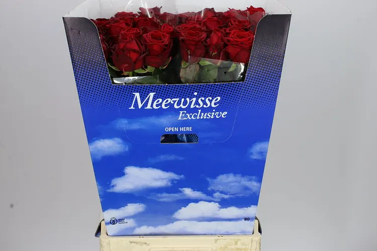Rosa Gr Red Naomi Meewis 80 cm