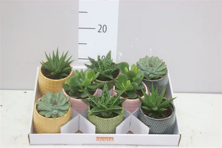 Sukulenty mix v obale Fortaleza črepník 10 cm