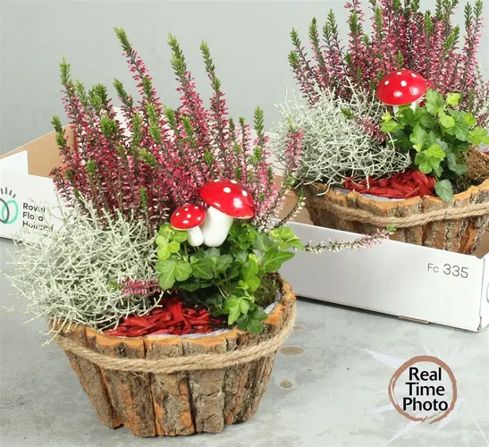 Arr Tuinplanten In Schorspot Met Touwrand črepník 20 cm