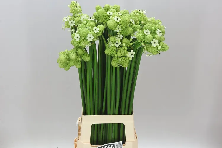 Ornithogalum Saundersiae 80 cm