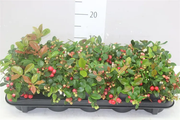 Gaultheria Pro Big Berry črepník 10 cm