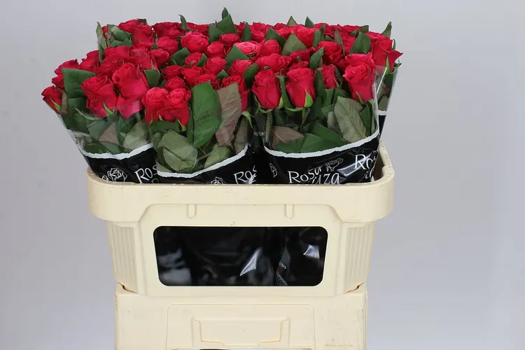 Rosa Gr Tacazzi 70 cm