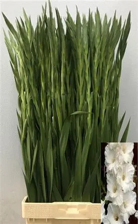 Glad Serena 120 cm