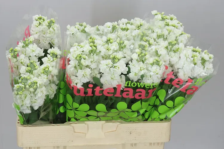 Matthiola White 56 cm