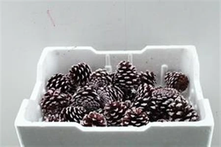 Pine Cone Red Tip Loose, sušené