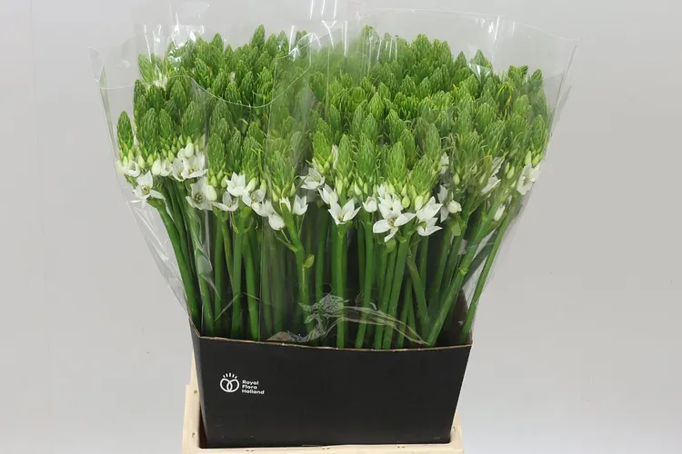 Ornithogalum Thyrsoides 55 cm