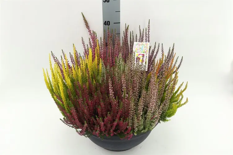 Calluna Beauty Ladies Schaal Mosaica črepník 23 cm