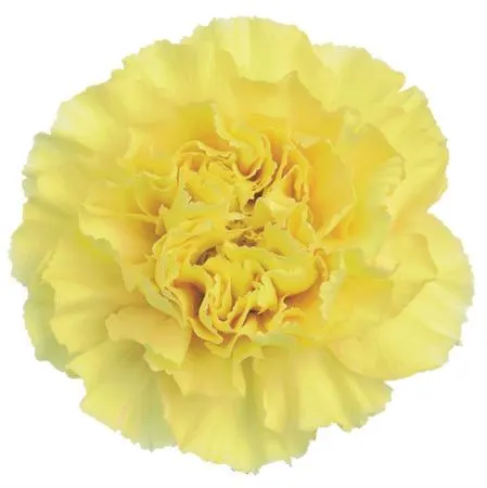 Di St H. Yellow 60 cm