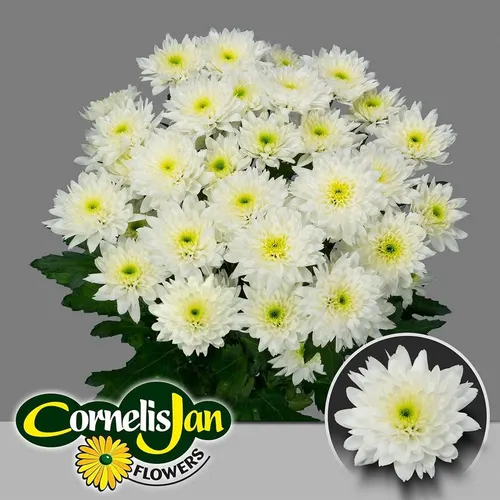 Chr T Euro 70 cm
