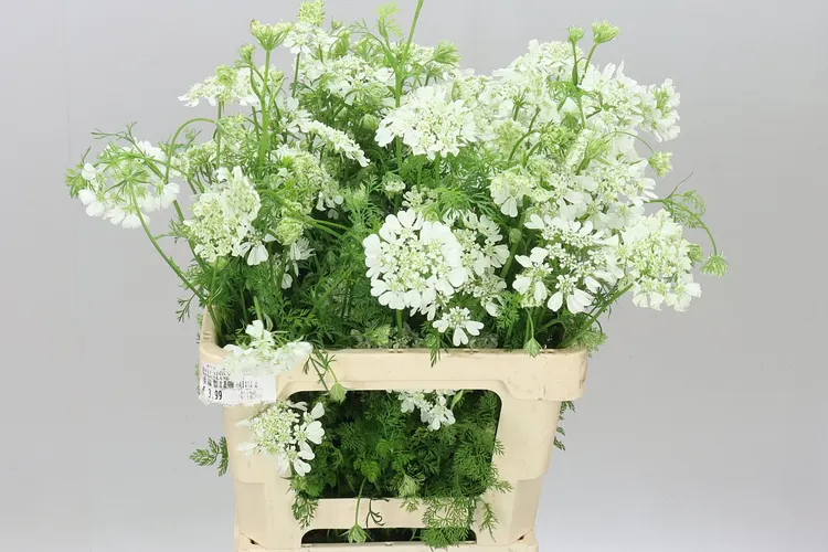 Orlaya Grandflora White 60 cm