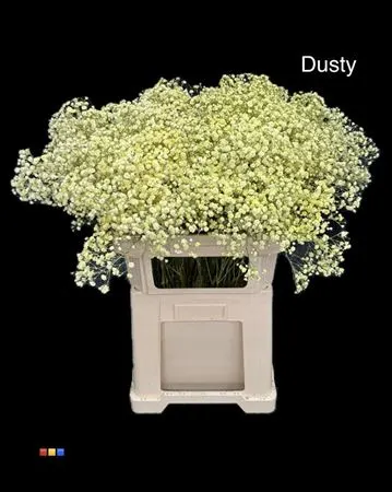 Gyps Xlence Dusty Creme 80 cm