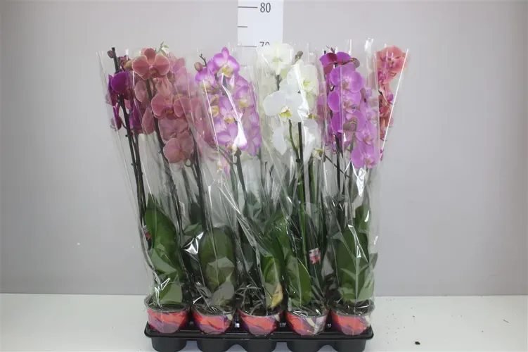 Orchidea Phalaenopsis mix Scenza, 2 výhony črepník 12 cm