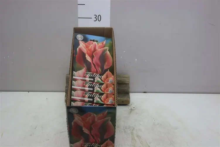 Bol Tulp Viridiflora Artist X7