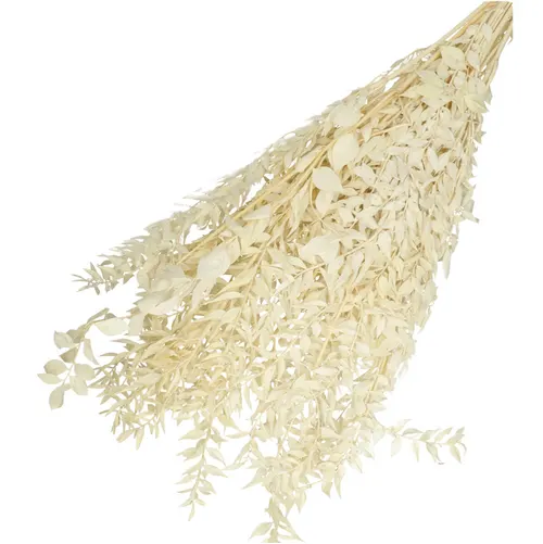 Sušený kvet Ruscus 65 cm
