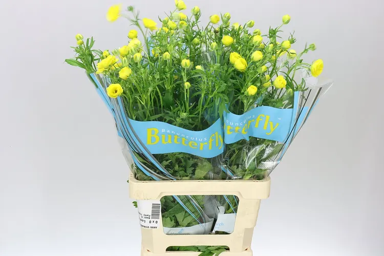 Ranuncul Butterfly Phytalos 60 cm