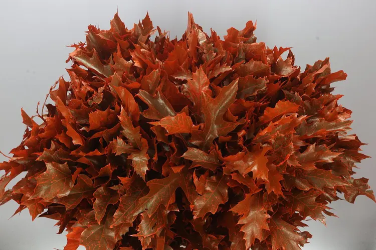 Quercus Painted Orange 80 cm