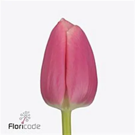 Tulipa En Milkshake