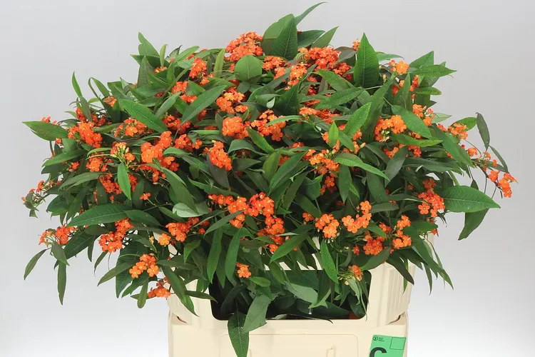 Euphorbia F T Queen Orange 80 cm