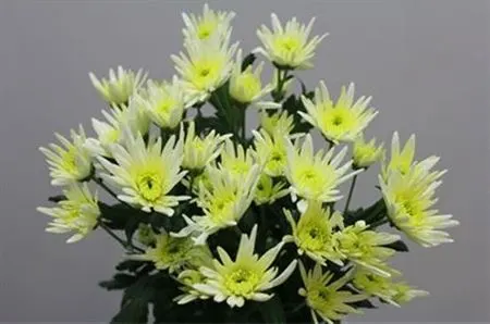 Chr T Delianne White 70 cm