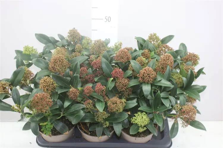 Skimmia Jap. Rubella 20+ črepník 17 cm
