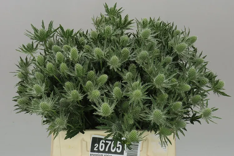 Eryngium Sirius 40 cm