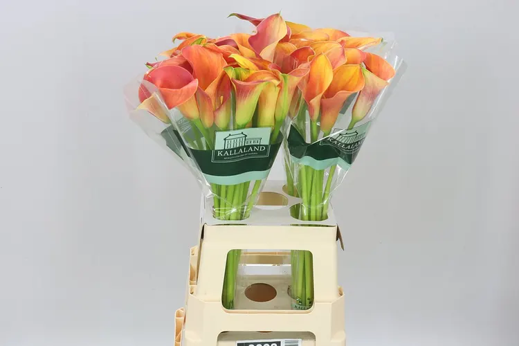 Kala Merengue 70 cm