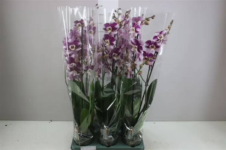 Orchidea Phalaenopsis Barcelona, 2 výhony črepník 12 cm