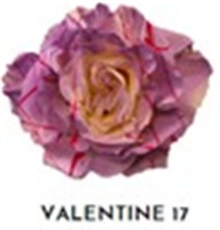 Ruža farbená Valentine 17, Ekvádor 50 cm