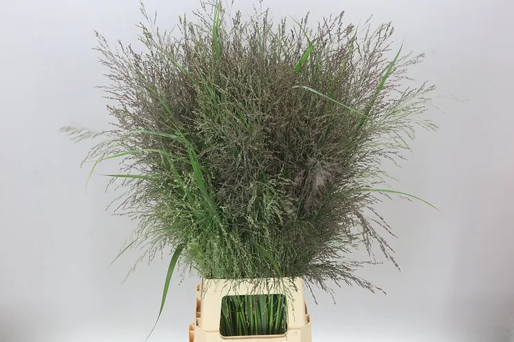 Panicum Dallas Blues 90 cm