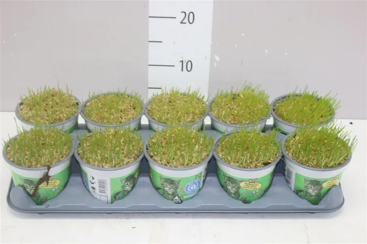 Kattegras črepník 12 cm
