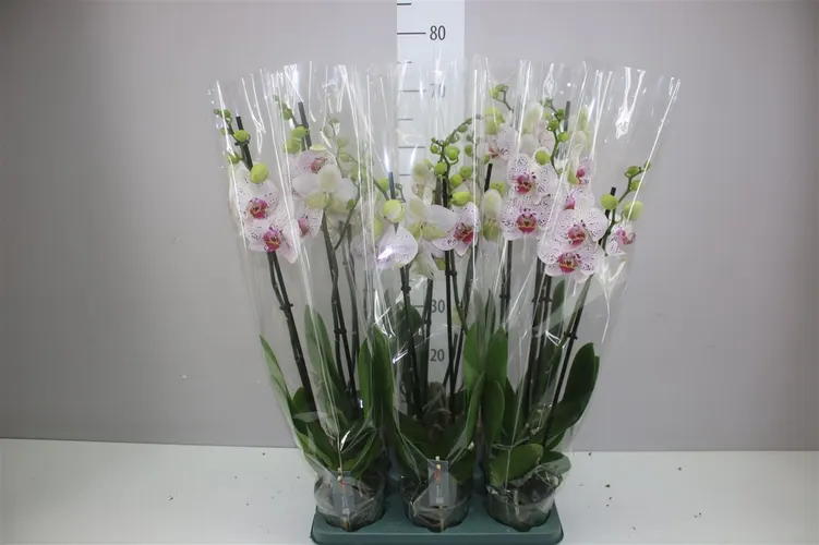 Orchidea Phalaenopsis Goya, 2 výhony črepník 12 cm