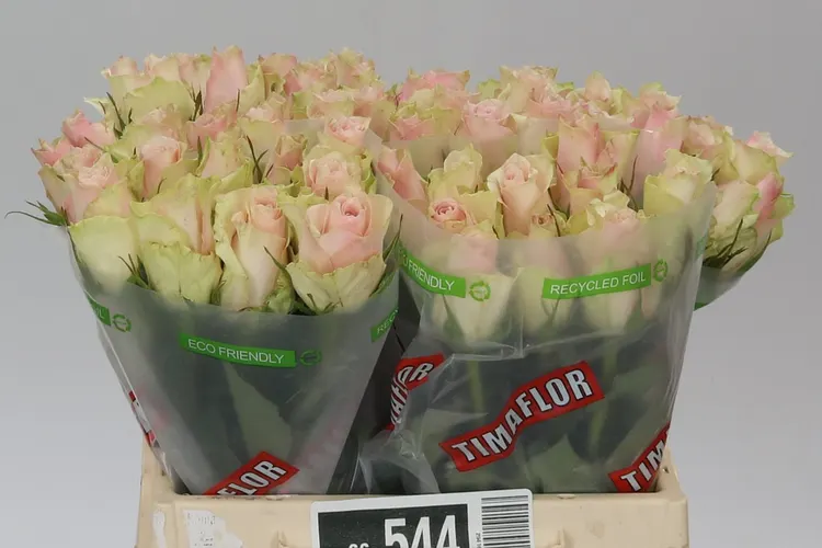 Ruža Pink Athena 40 cm