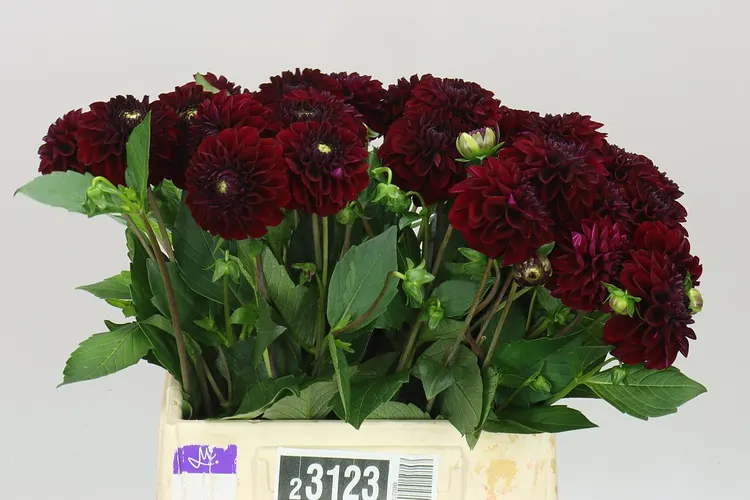 Dahlia Black Fox 50 cm