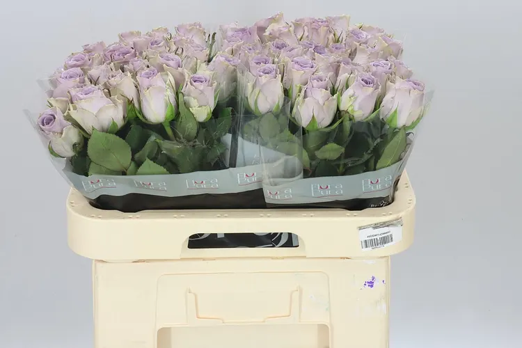 Rosa Gr Shocking Blue 60 cm