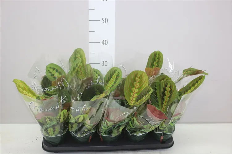 Maranta Fascinator črepník 12 cm