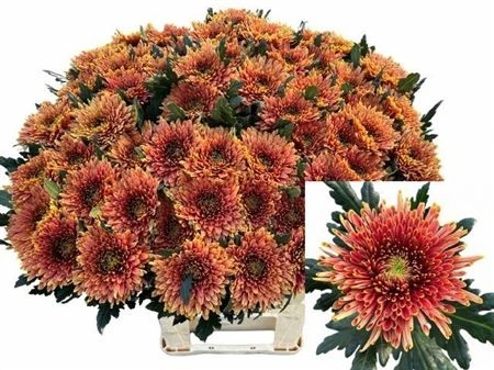 Chryzantéma veľkokvetá Tula Copper 80 cm