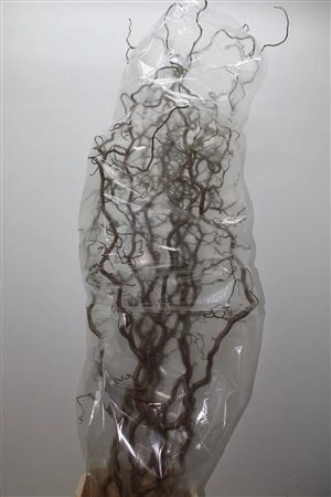 Salix Corylus 120 cm